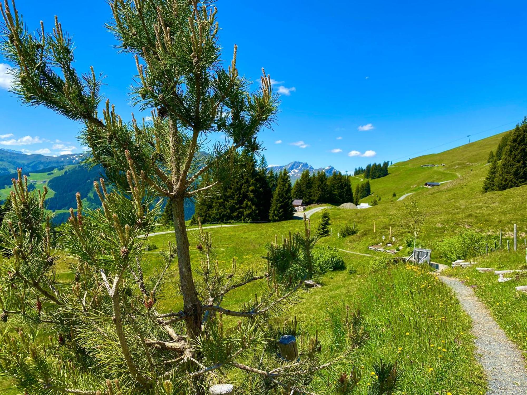 Alm Seasons Premium Chalet & Studios Saalbach-Hinterglemm Exterior photo